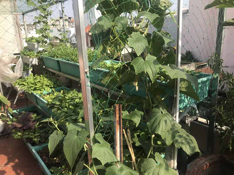 Cải tạo đất trồng rau sân thượng