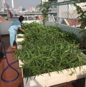 Cải tạo đất trồng rau sân thượng