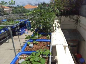 viên đất nung trồng cây