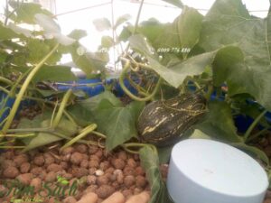 đất nung aquaponics