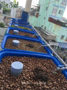 đất sét nung làm giá thể