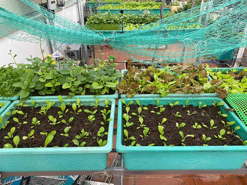 Gieo hạt giống rau đúng cách