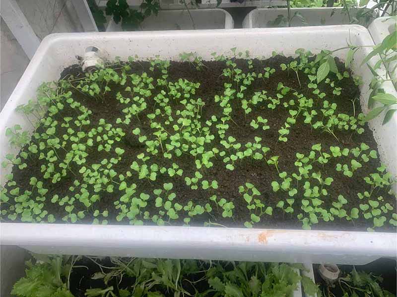 Gieo hạt giống rau đúng cách