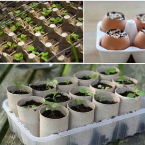 Gieo hạt giống rau đúng cách