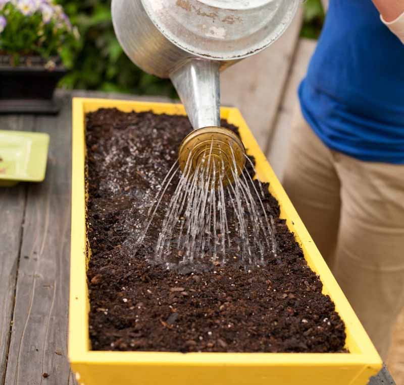 Gieo hạt giống rau đúng cách