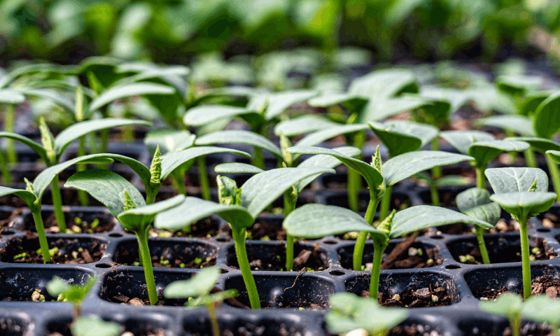 Gieo hạt giống rau đúng cách