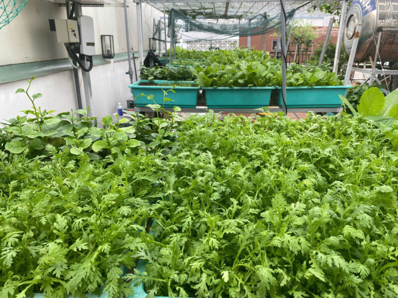 Gieo hạt giống rau đúng cách