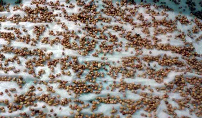 Gieo hạt giống rau đúng cách