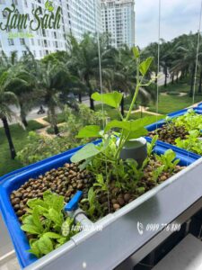 hệ Aquaponics ban công