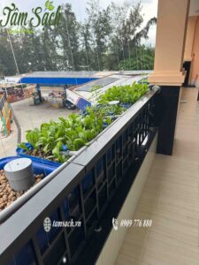 hệ Aquaponics ban công