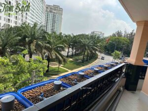 hệ Aquaponics ban công