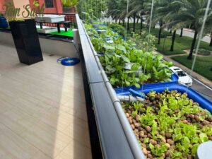 hệ Aquaponics ban công