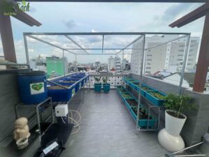 Toàn cảnh vườn rau 2 trong 1 sau khi hoàn thiện