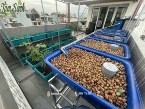 Gieo trồng rau trên cả hai khu thổ canh và aquaponics