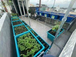 Rau bắt đầu phát triển sau khi vận hành hệ thống