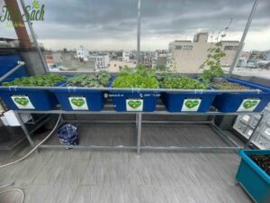 Giàn Aquaponics sau 3 tuần