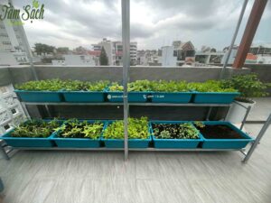 Giàn Thổ canh sau 3 tuần