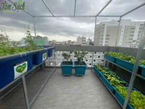 Toàn cảnh vườn rau 2 trong 1 sau 3 tuần gieo trồng