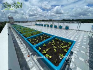 Toàn cảnh vườn rau sau khi hoàn thiện