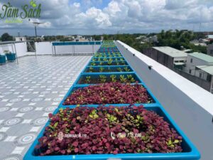 Cận cảnh khay rau xanh mướt và đồng đều