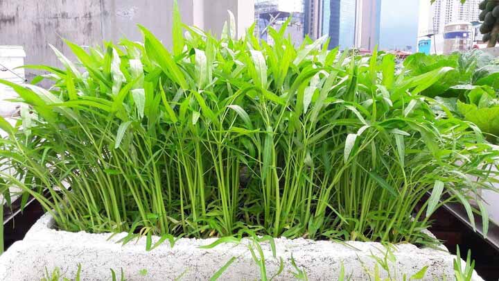 Trồng rau trong thùng xốp có tốt không