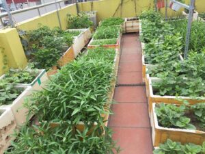 Trồng rau trong thùng xốp có tốt không