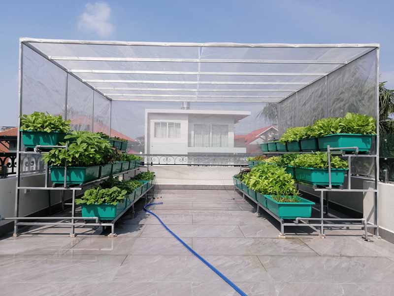 Trồng rau trong thùng xốp có tốt không