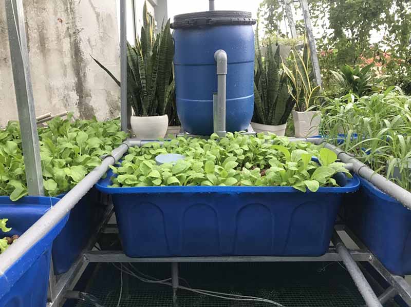 Trồng rau trong thùng xốp có tốt không