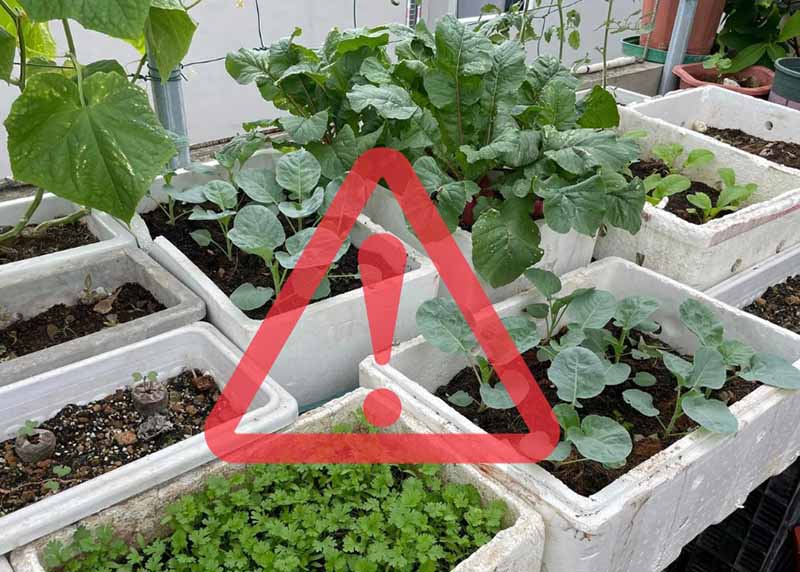 Trồng rau trong thùng xốp có tốt không