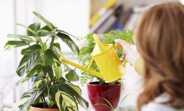 Cây văn phòng dễ trồng