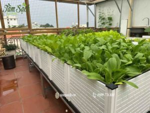 rau hữu cơ được trồng trong chậu ghép