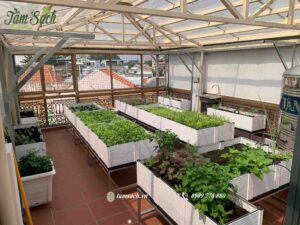 vườn rau xanh sử dụng chậu ghép thông minh