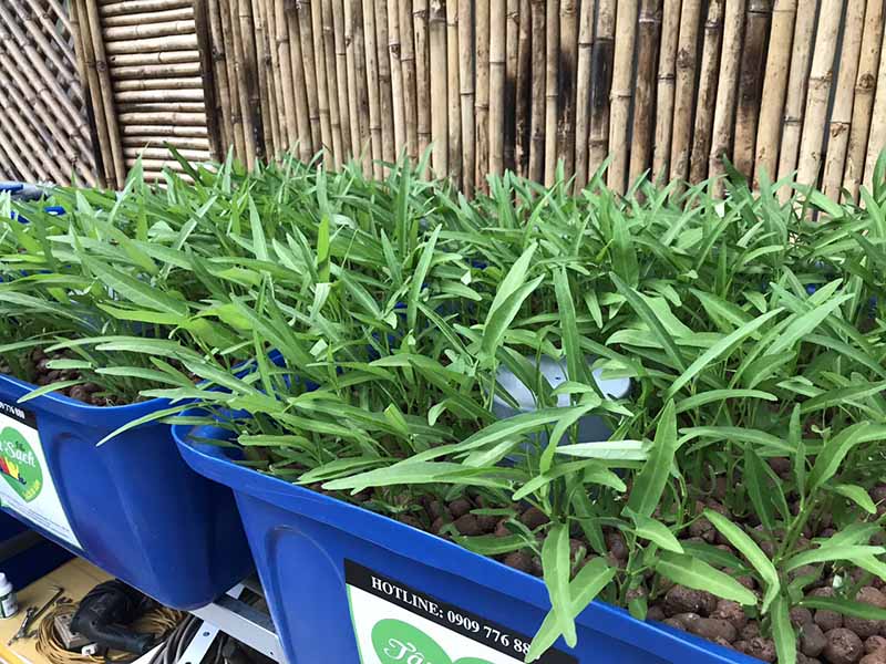Lợi ích của rau sạch