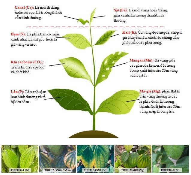 Nhận biết rau thiếu dinh dưỡng qua lá