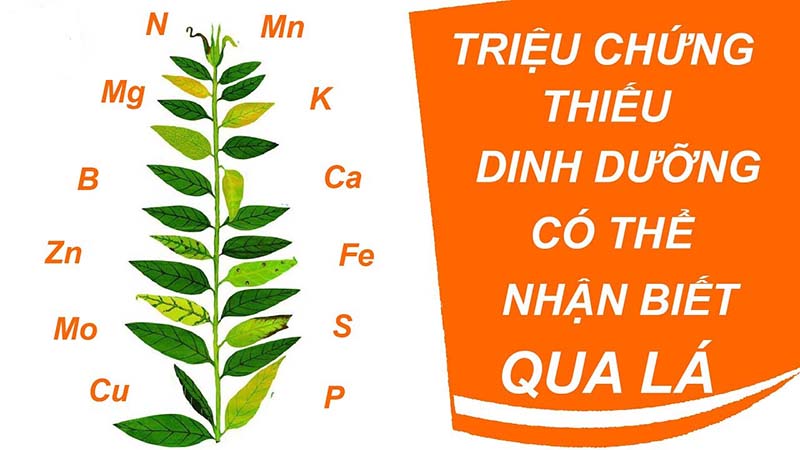 Nhận biết rau thiếu dinh dưỡng qua lá