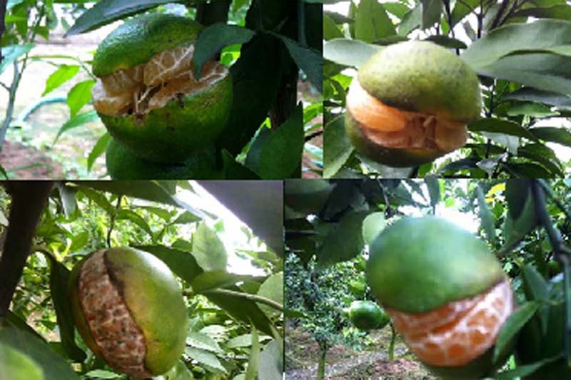 Nhận biết rau thiếu dinh dưỡng qua lá