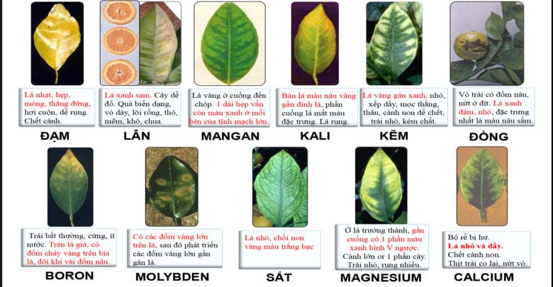 Nhận biết rau thiếu dinh dưỡng qua lá