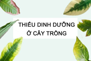 Nhận biết rau thiếu dinh dưỡng qua lá