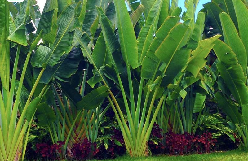 Các loại cây chịu nóng sân thượng