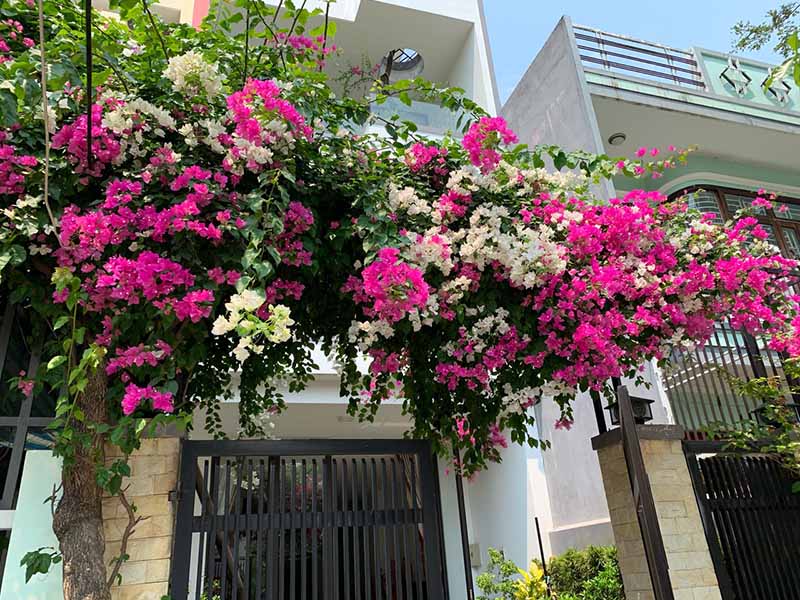 Các loại cây chịu nóng sân thượng