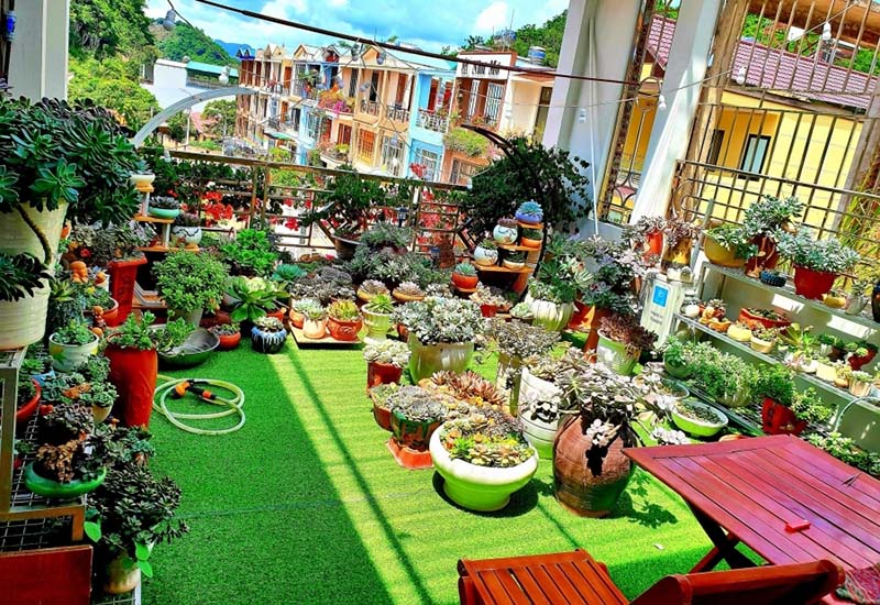Các loại cây chịu nóng sân thượng