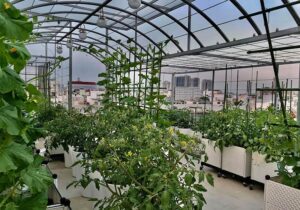 Các loại cây chịu nóng sân thượng