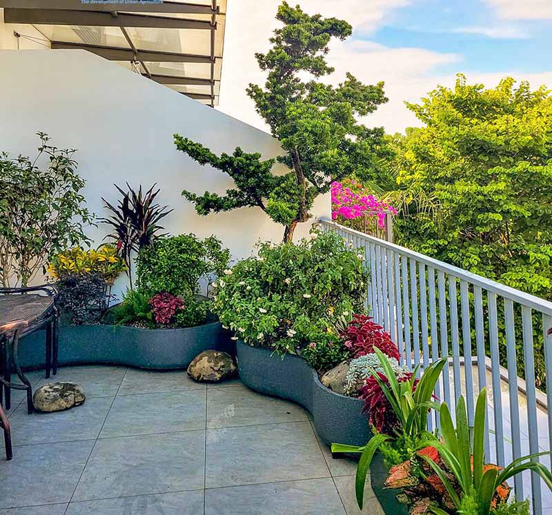 Các loại cây chịu nóng sân thượng