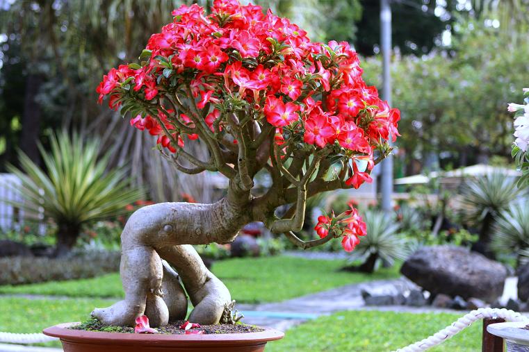 Các loại cây chịu nóng sân thượng