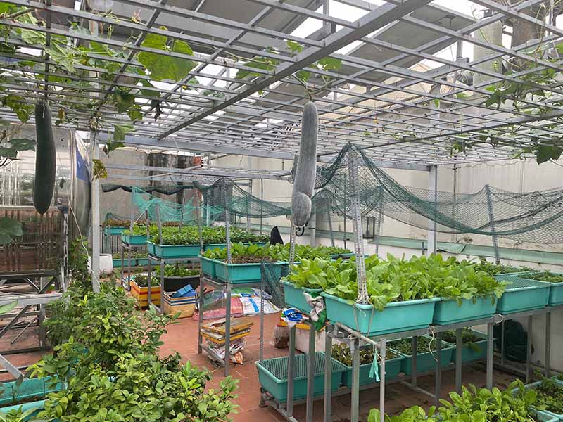 Cây xanh giảm nhiệt nhà phố