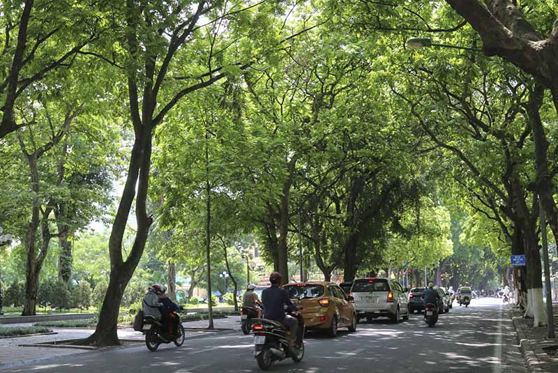Cây xanh giảm nhiệt nhà phố