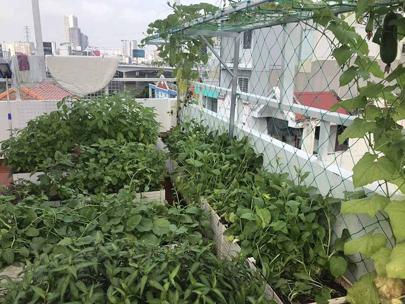 Chi phí làm vườn rau 20m vuông