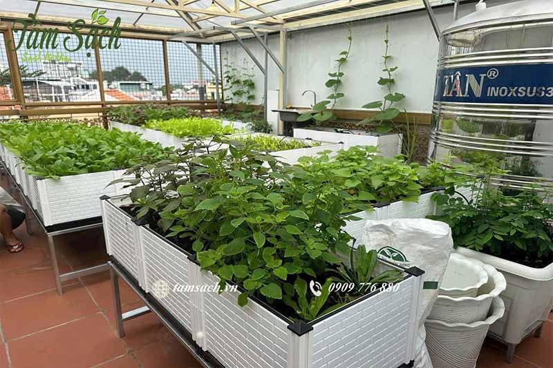 Chi phí làm vườn rau 20m vuông