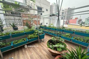 Toàn cảnh giàn trồng rau chữ L sau khi hoàn thiện