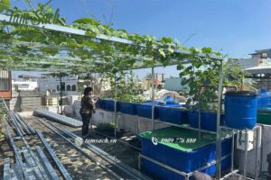 aquaponics sân thượng